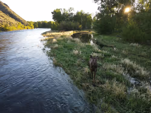 Big Hole Riverfront Retreat – A Secluded Fishing Paradise with 4 Cabins