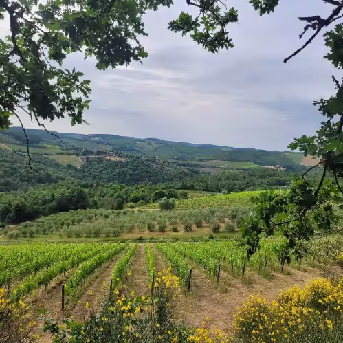 Property grounds at Exclusive Tuscan Winery Escape: Charming Villa with Pool & Breathtaking Views