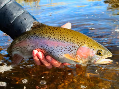 Blue ribbon fishing in the close by Salt River. at Incredible Mountain, Lake, and Golf Course Views, awesome Star-Filled
