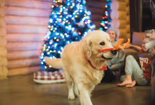 Pet-friendly at Log House Vacation Rental with Pool and Tennis Court near with Camelback