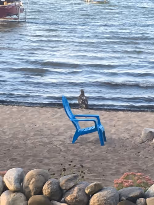 Juvenile Bald Eagle on our beach! Eagles fly regularly overhead & fish too at Stunning Log Home Plus Guest Cottage With